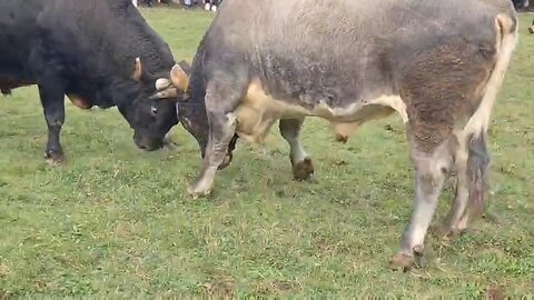 Medonja od Čelebića vs Zećo od Pipe 2025