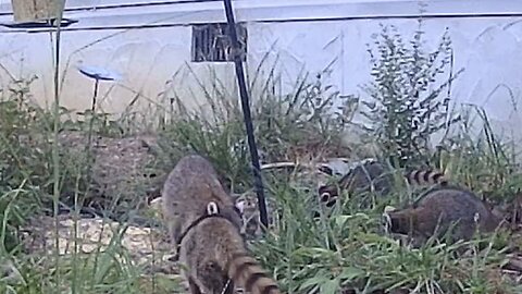 Mother Raccoon Brings Babies To Feeder