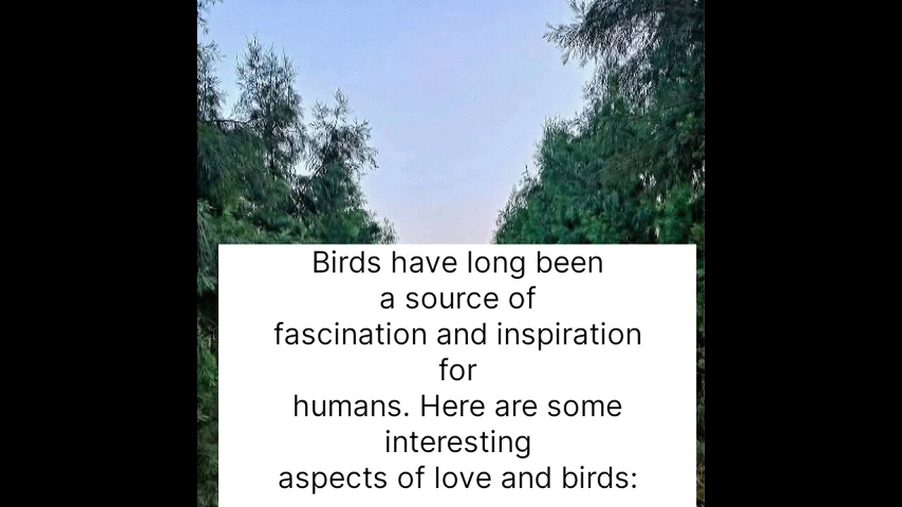 beautiful birds