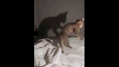 #animal #cat #enjoy #dance #happy