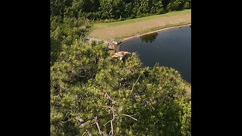 🦅 Red Tail Hawk 🦅