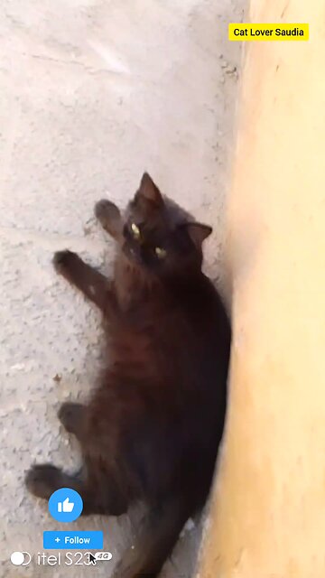 "Living my best life, one purr at a time! 🐾💕 #CatLover #FelineFriends #PurrfectCompanions"