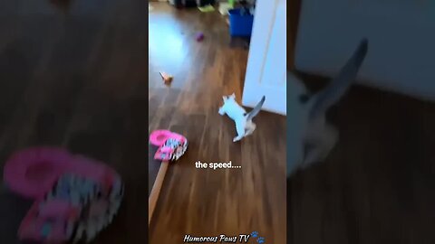 Funny animals 2024😂- Funniest Cats and Dogs Video😹🐶 #4