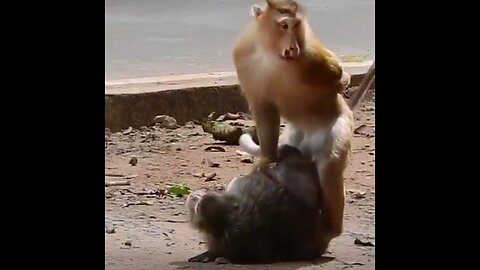 Animal Funny 🤣😀🤣😀