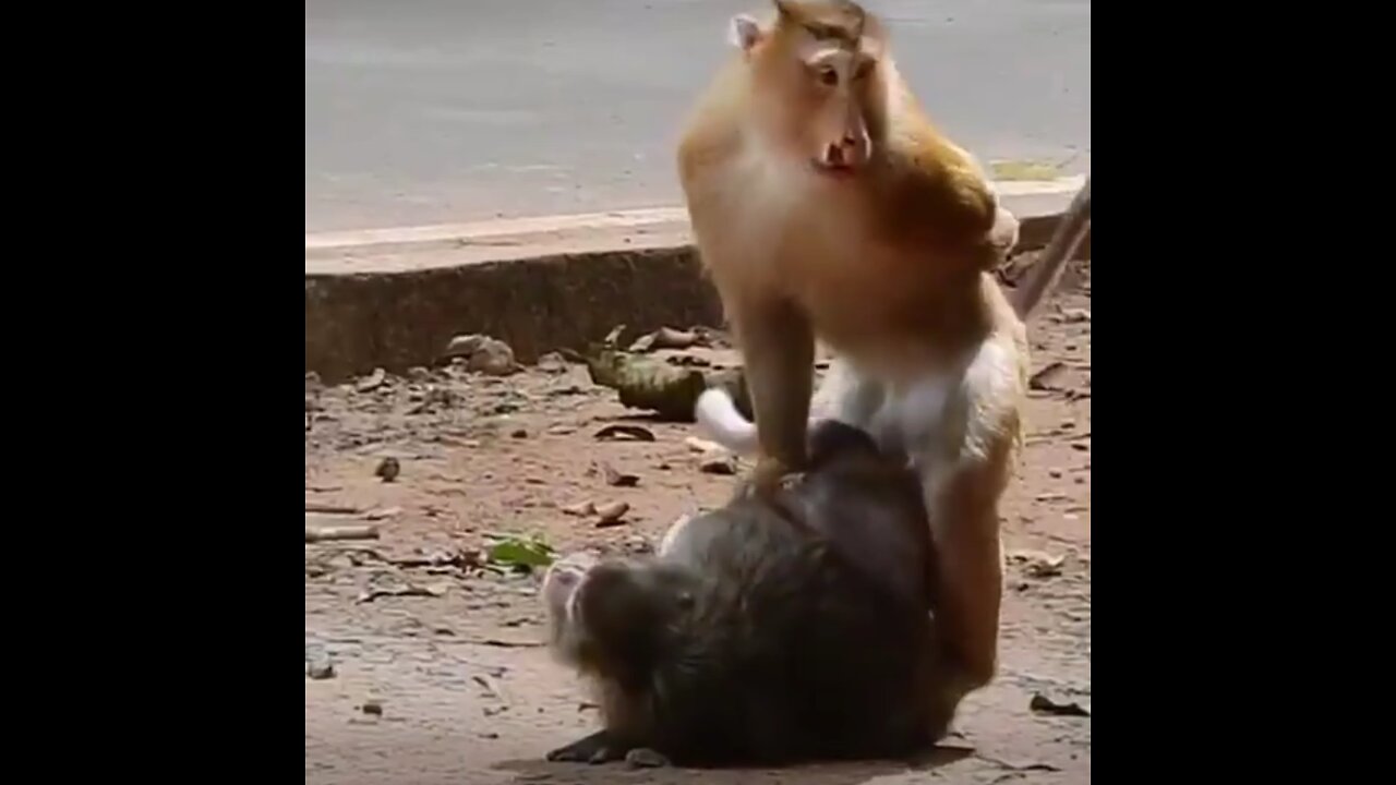Animal Funny 🤣😀🤣😀