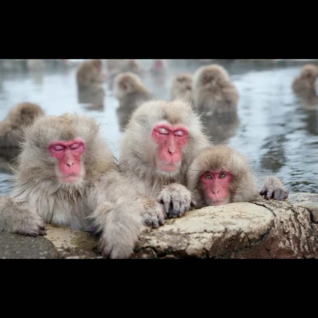 Our Primate Ancestors Weighed Less Than an Ounce and Surprisingly Evolved in The Cold