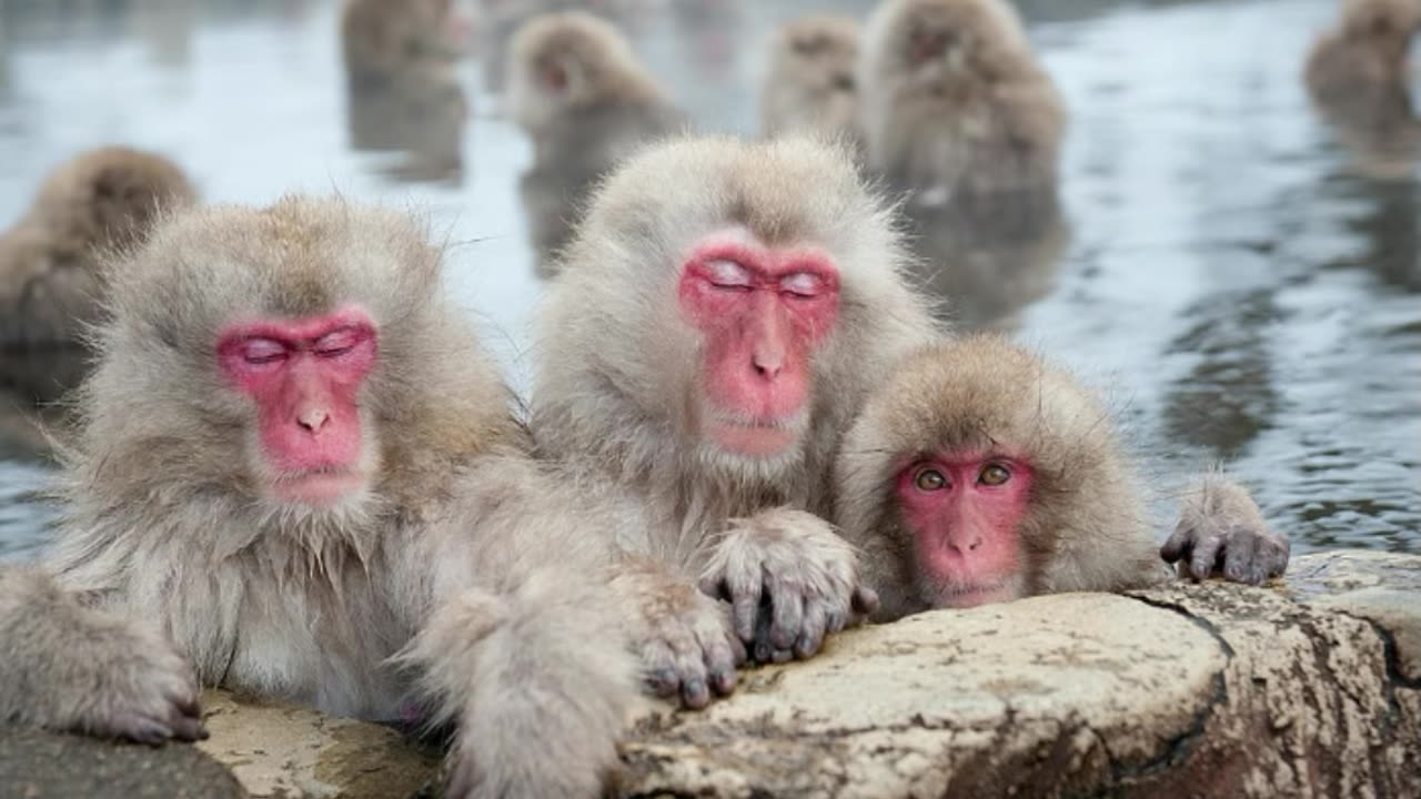 Our Primate Ancestors Weighed Less Than an Ounce and Surprisingly Evolved in The Cold
