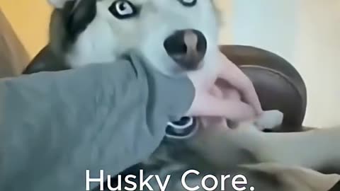 Husky are so Funny!😅😅