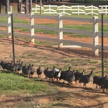 Wish we had a way to get OVER this fence