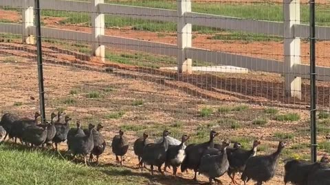 Wish we had a way to get OVER this fence