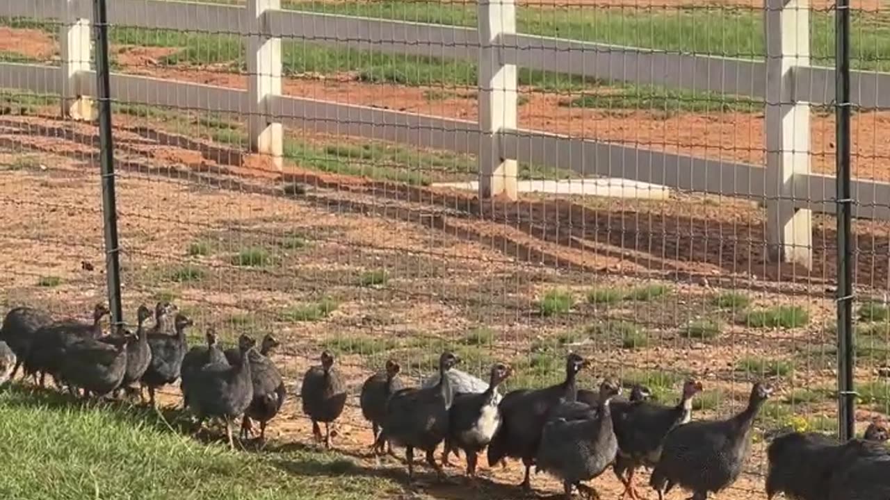 Wish we had a way to get OVER this fence