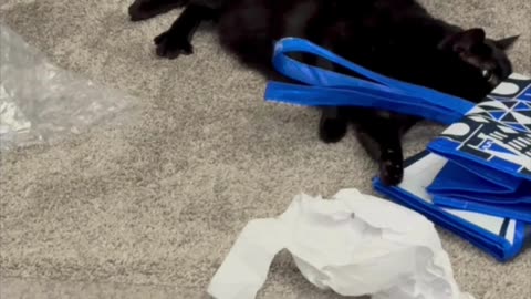 Cute Precious Piper Plays with a Shopping Bag - My Adopted Shelter Cat Vlog. #shorts