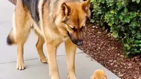 Big Dog Comforts Crying Tiny Puppy in the Sweetest Way