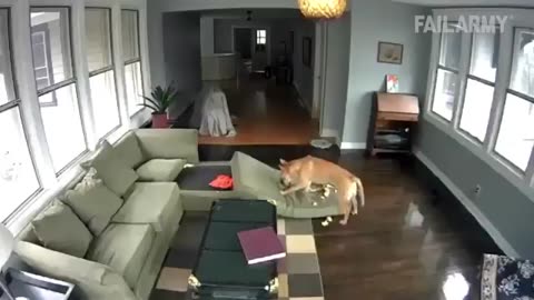 Shocking: Best Dogs Failing Compilation | Try Not to Laugh