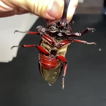 カブトムシを飛ばす