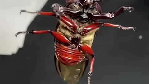 カブトムシを飛ばす