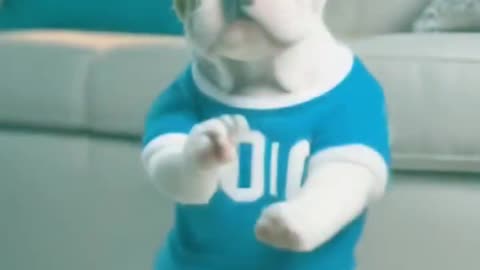 Bulldog Puppy Grooves to the Beat 🐶💃