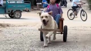 😂🐶 Daily Trip from School to Home | FunFM
