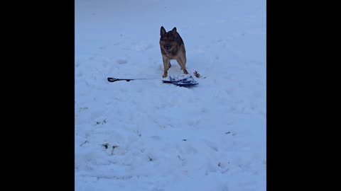 Virgil german shepherd.