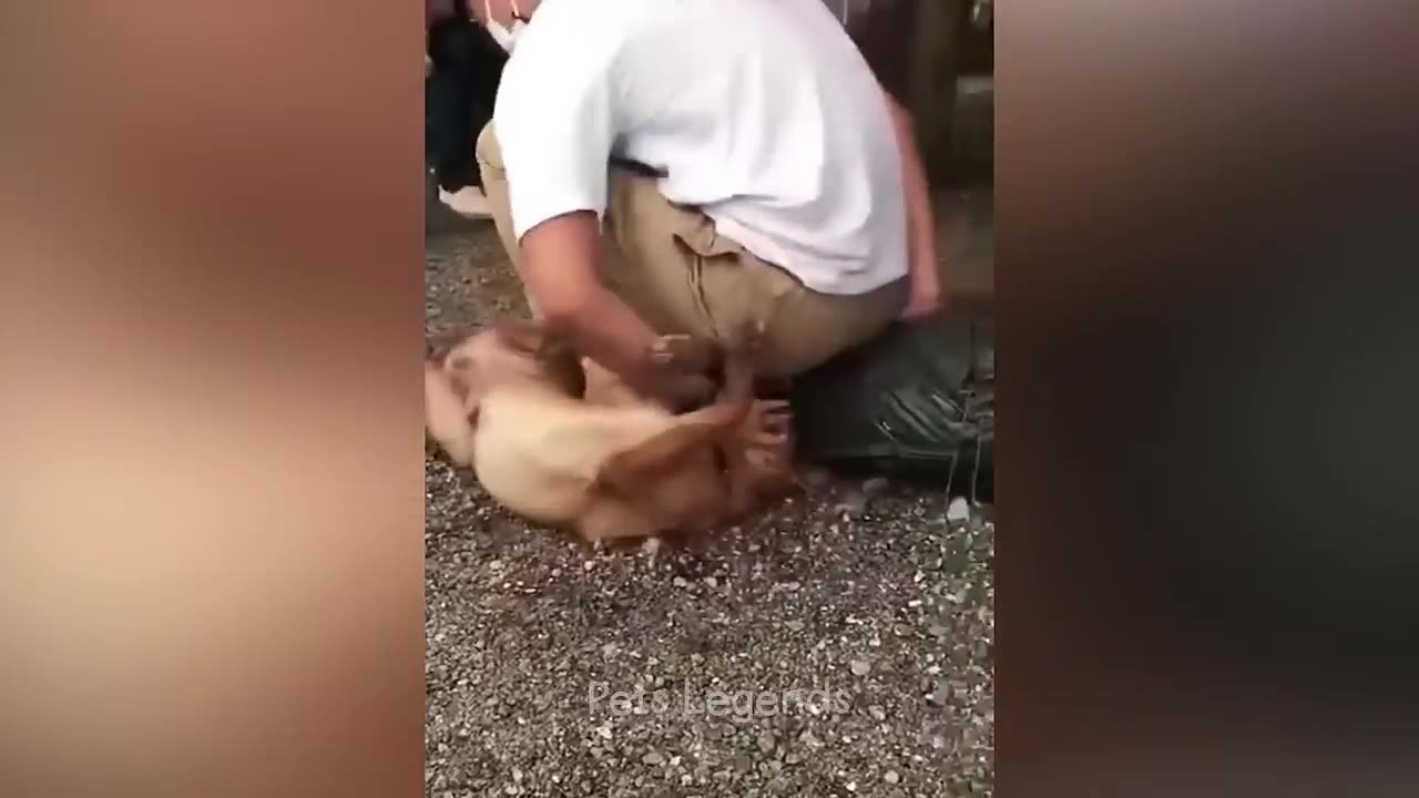 Funny Cats๐๐