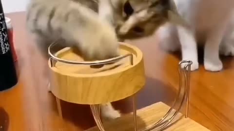 funny and cute cats