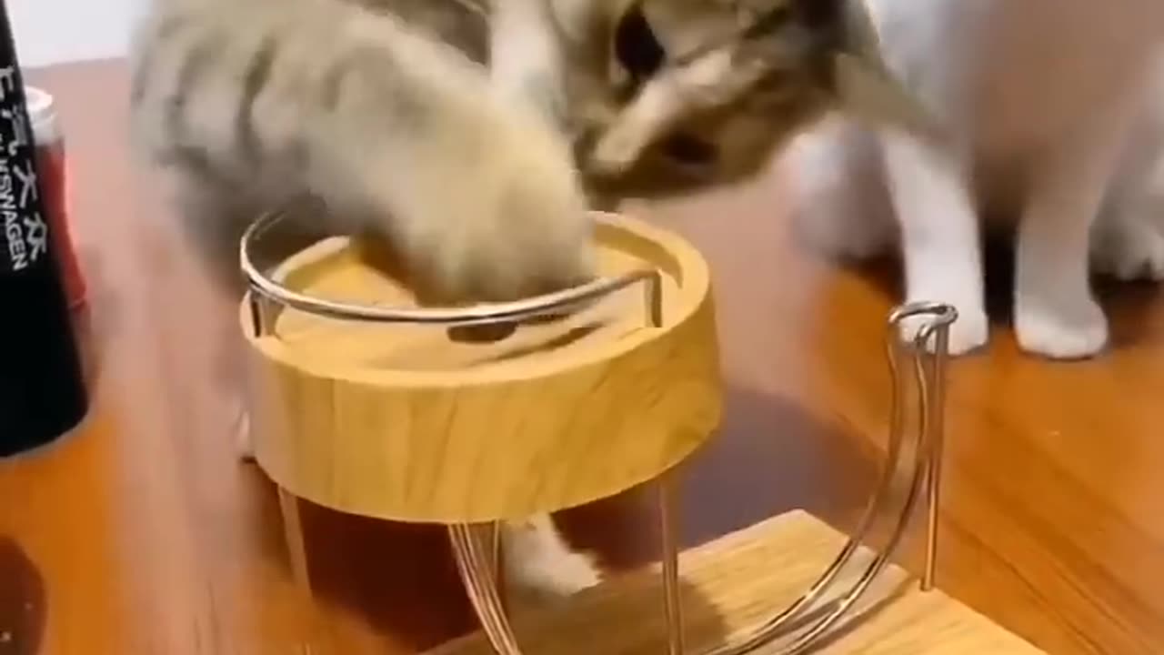 funny and cute cats