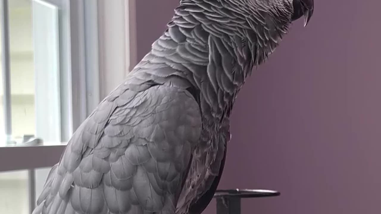 Parrot says oh behave 😂