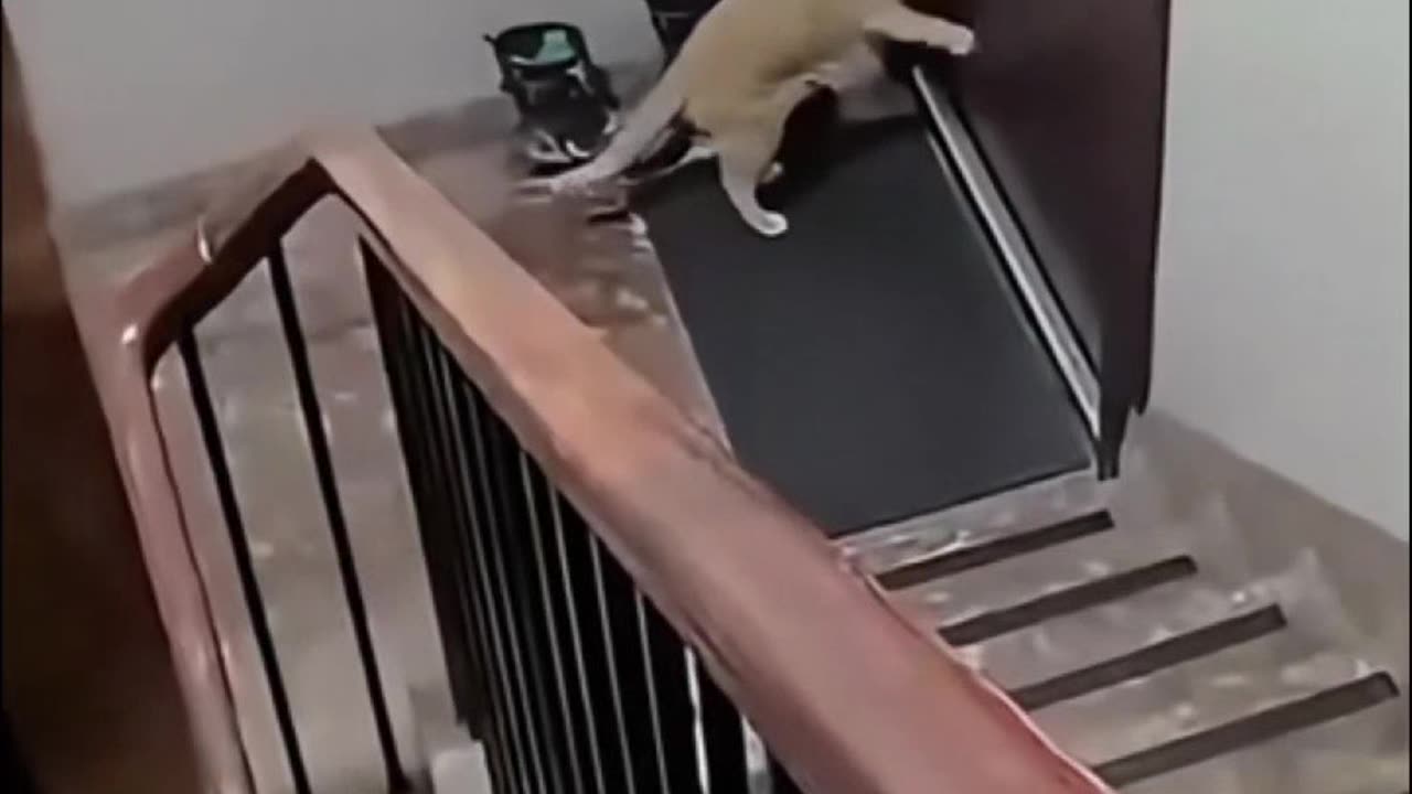 Cats Knocking Like Humans - Are They Becoming One of Us?