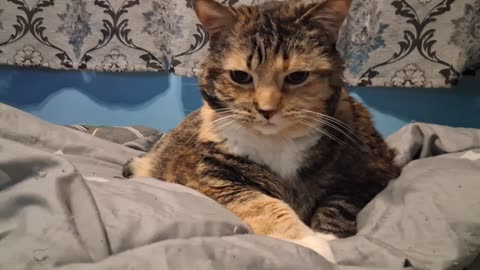 Relaxed to Ready: Watch This Cat’s Morning Power Move