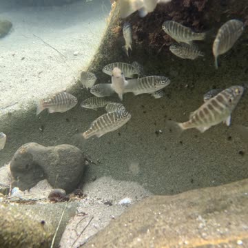 Fish Low Tide Hangout - Cute Animals #lajolla #hidden #fish #4k