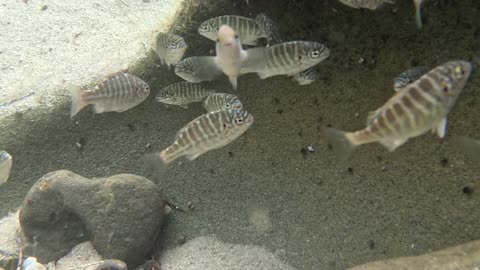 Fish Low Tide Hangout - Cute Animals #lajolla #hidden #fish #4k
