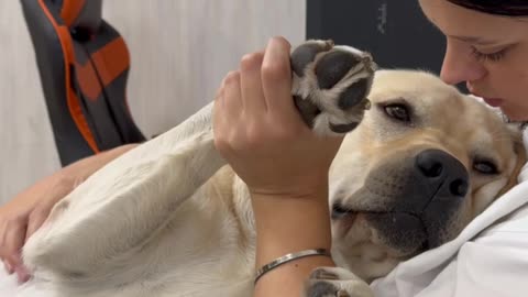 Owner Comforts Dog Through Nail Trim
