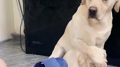 Unyielding Motherly Love: A Dog Mom Shields Her Puppies from Harm
