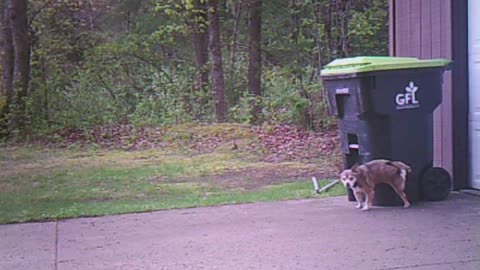 Trail cam 11