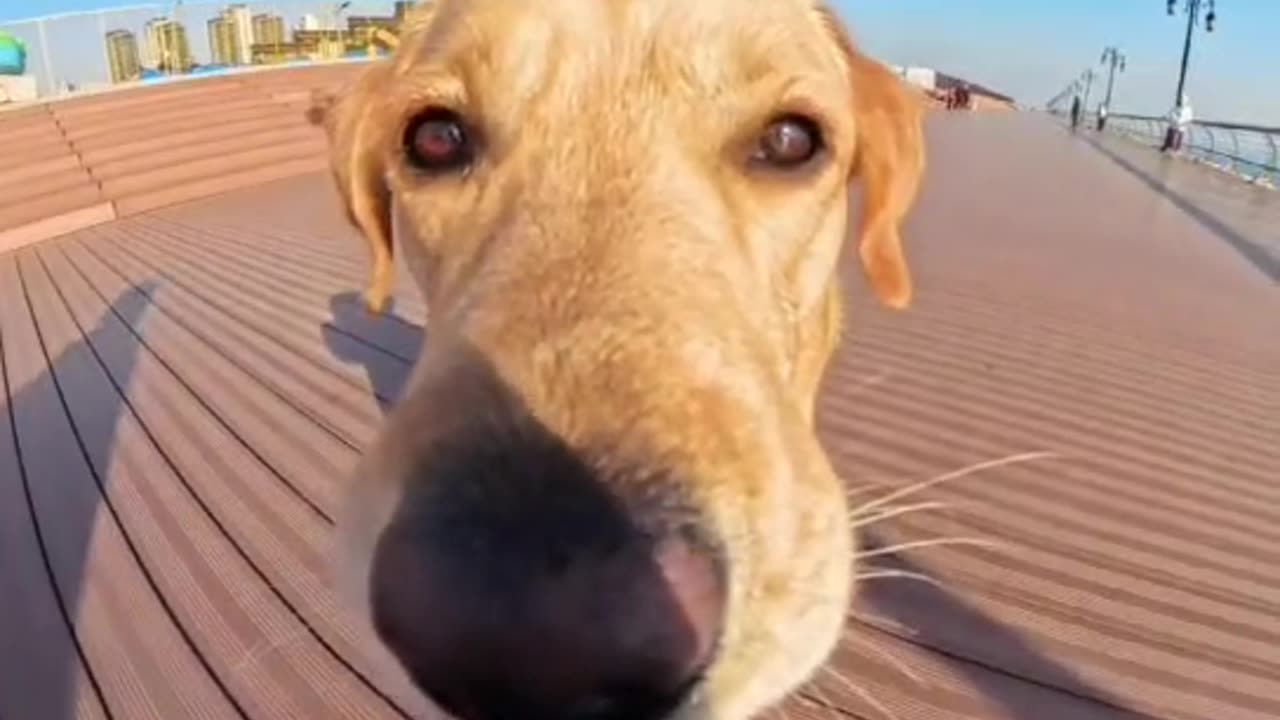 Traveling with a dog