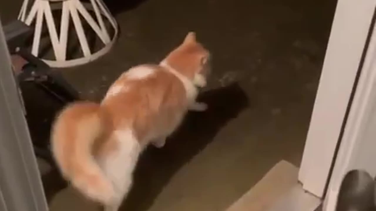 I want the best of both worlds 🤣