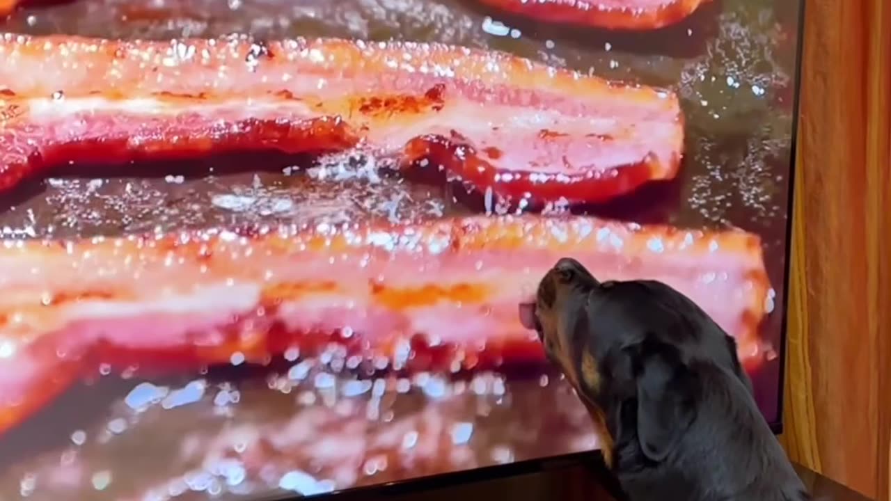 Rottweiler Tries To Lick Bacon On Screen
