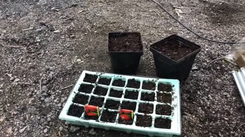 Update on our baby plants🌱