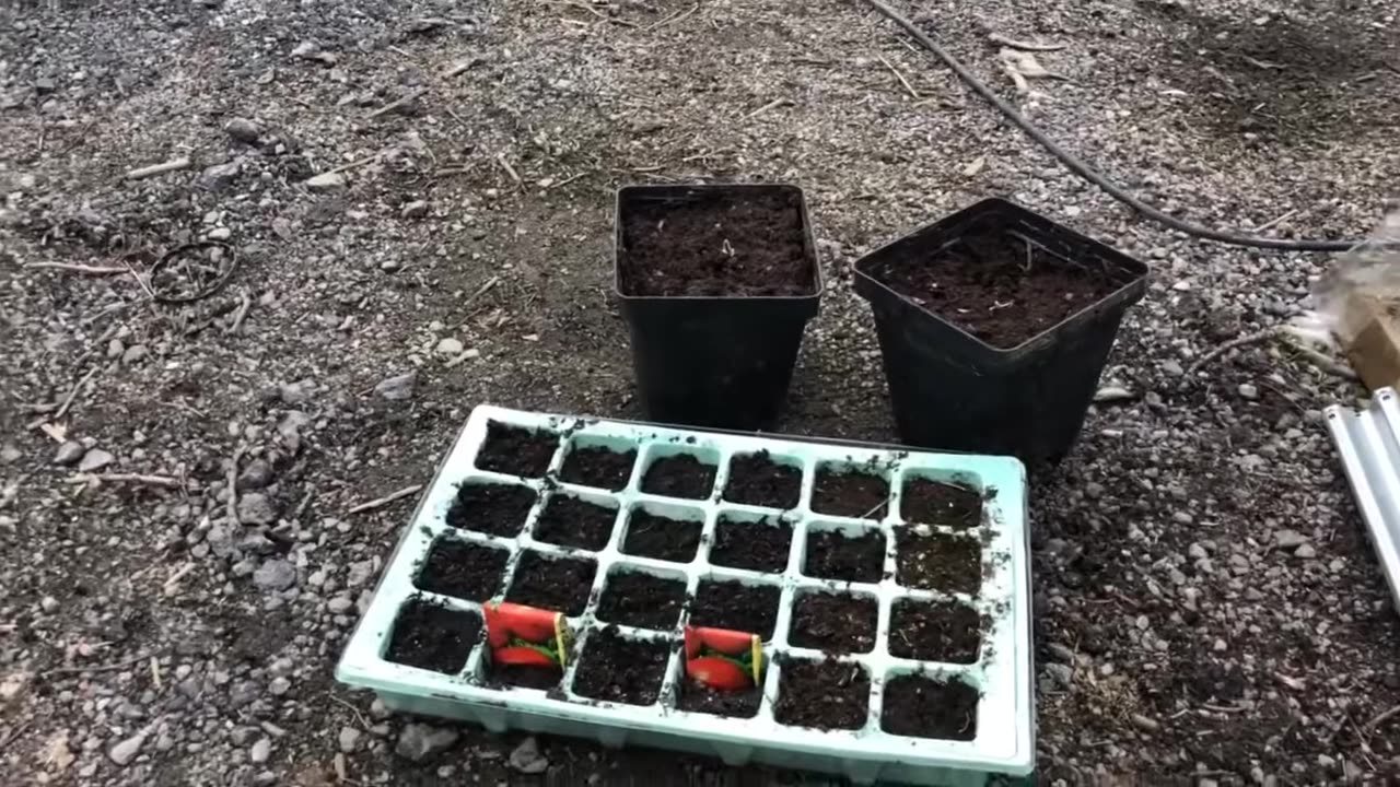 Update on our baby plants🌱