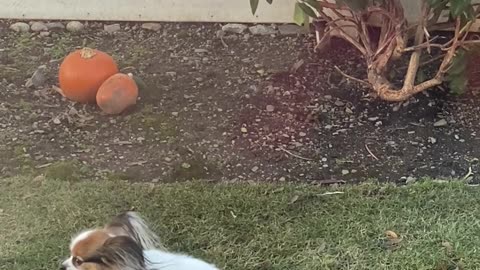 Funny Little Dog Pooping in a Windstorm