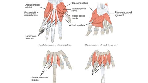 Practice identifying muscles of the hand