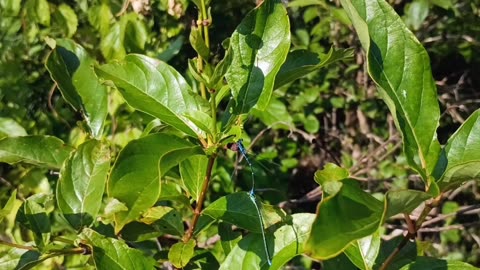 Damselflies Doing It