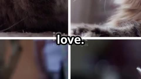 5 Mind Blowing Cat Facts You Didn't