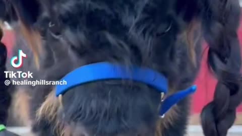 cow got her hair done