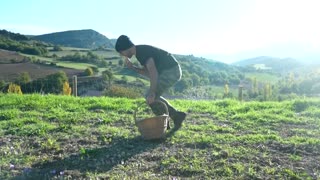 How climate change is threatening Spain's ancient saffron production