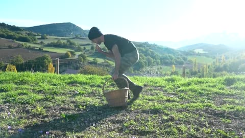 How climate change is threatening Spain's ancient saffron production