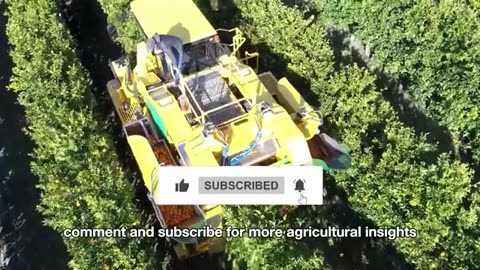 How Million Tons of Prickly Cactus Are Harvested & Processed - Incredible Cactus Farming
