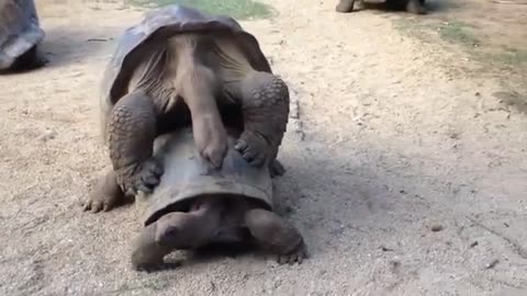 Big Tortoises