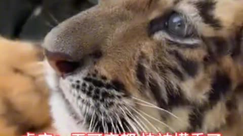 Poor little tiger, touched by a group of tourists, looked helpless