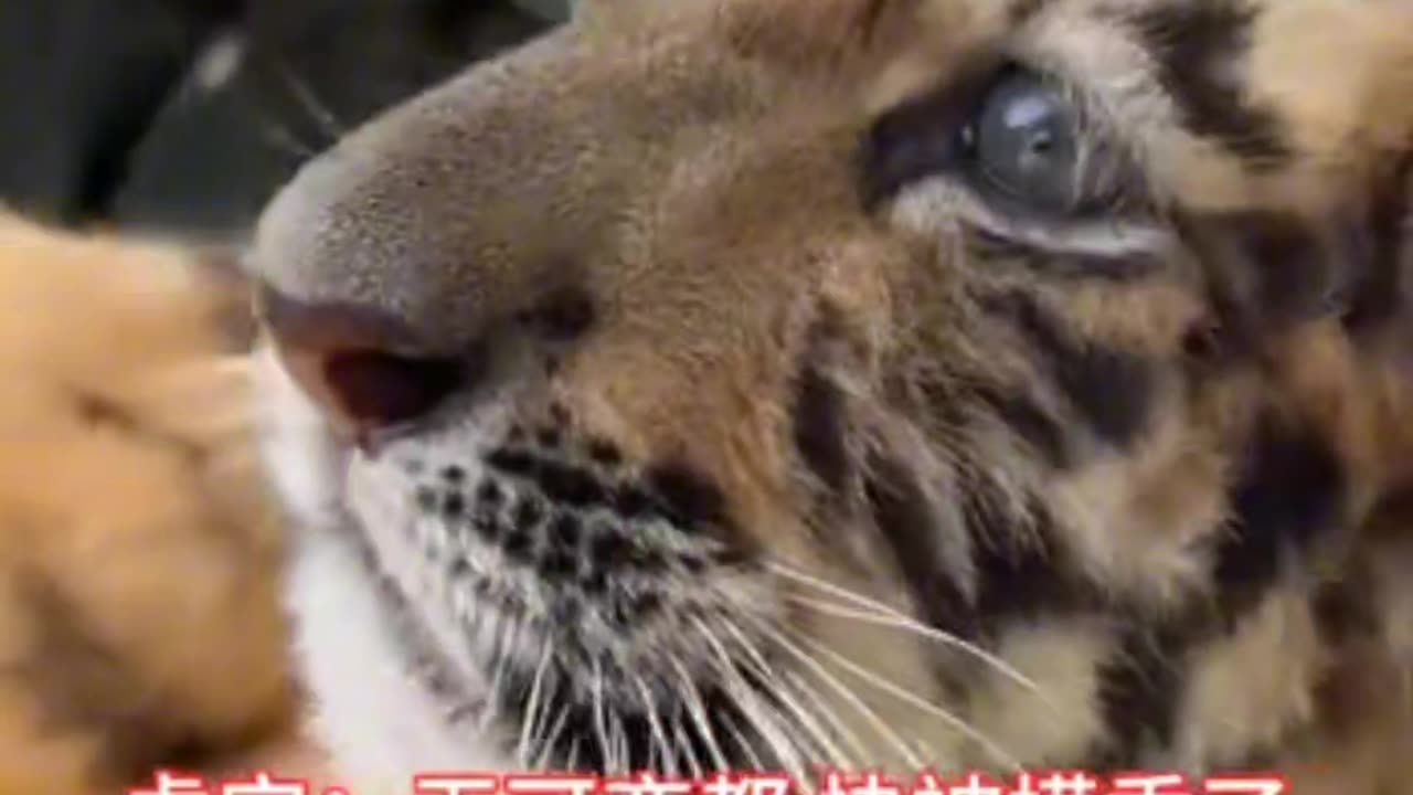 Poor little tiger, touched by a group of tourists, looked helpless
